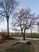 仁合村 看见这多年的柿子树下就是我可爱的故乡