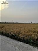 杨尔庄村 麦子熟了