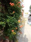 柳泉村 古石墙上的凌霄花
