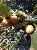河南省,郑州市,荥阳市,广武镇,黑李村