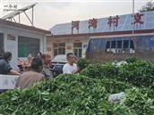 河湾村 红辣椒种植产业种苗发放
