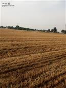 河东村 麦收过后，抗旱种秋。