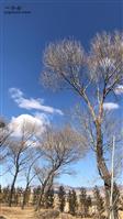 辛堡村 儿时杨树已经成了老树。篮天白云依旧。回味无穷！