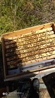 隆周村 这是一大箱蜜蜂，自己家养的