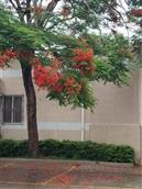 三堡社区 金堡中学校门口的树
