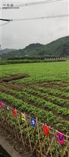 湖南省,湘西州,龙山县,茨岩塘镇,凉水村