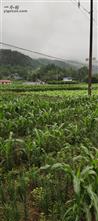 湖南省,湘西州,龙山县,茨岩塘镇,凉水村