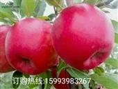 香张村 香张村的苹果，香.甜.面，苹果中的极品，欢迎品尝。