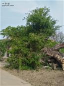 太夫雷村 太夫刘村三百多年古皂角树2018年被暴风刮坏，如今又从新发出了新枝。