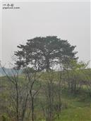 腊梅村 百年松树