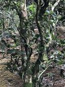 广东省,梅州市,丰顺县,潭江镇,银溪村