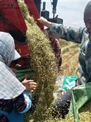 埠前头村 村民收割小麦