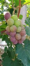 芳塘村 俺瓦窑岗的葡萄，特别好吃。