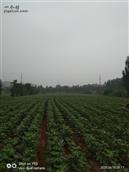 段庄村 段庄村历年来以种棉花、小麦、玉米农作物为主，曾经是夏津县产棉大村，单产籽棉高达900市斤。今年的棉花长势喜人。