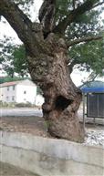 田山村 马路的千年古树！