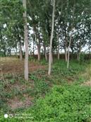 冯湖村 横河南，八亩地东南角，小时候割草🌿 玩的地方。