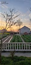 良仁村 夕阳、农田、农舍组成的美景，在良仁村的家里往外拍的照片，美不胜收！我爱我家！