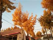 赵庄村 家乡的秋，如烟的乡愁