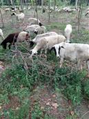 魏辛庄村 魏辛庄村民的羊群，人民过上小康幸福生活，美丽的树林。