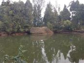 斑竹林村 四组池塘