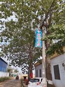 山东省,枣庄市,滕州市,羊庄镇,后毛堌村