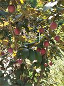 甘肃省,陇南市,康县,迷坝乡,八罗村