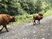 甘肃省,陇南市,康县,迷坝乡,八罗村