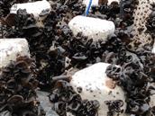 甘肃省,陇南市,康县,迷坝乡,八罗村