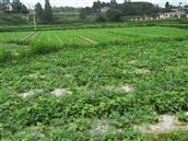 双星村 沙土镇双星社区种植的西瓜快成熟了，欢迎大家采摘