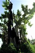 高村 千年银杏🌲，位于彬州市龙高镇高村 原云阳寺内，树高11米，胸径4.5米，树龄约1300年，相传为唐代所植。 县级重点文物保护单位。