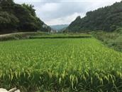 巩裕村 村委会门口的水稻田层层叠叠向远方延伸，长势喜人！