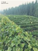 山东省,日照市,莒县,棋山镇,管家坡村