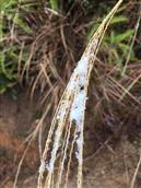 龙田村 19年初的初雪斑驳点缀着枯草。