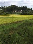 龙田村 又到了丰收的季节。