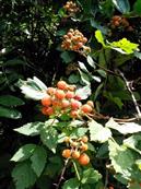 犁溪村 五月树莓