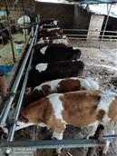 吴家堡村 村里村民养殖的肉牛