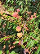 七寨村 七寨村近几年主要农产品还有七寨沟生态有机桃园的“七寨沟”牌桃子系列，油桃 黄桃 这是最近即要上市的寒露蜜桃！