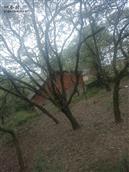 飞龙山村 五十年的板栗树