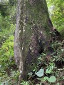 新兴村 新兴古常400年的古柏树，县级保护文物！