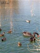 河北省,石家庄市,藁城区,九门乡,前堤里村