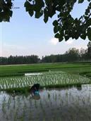 安徽省,宿州市,灵璧县,夏楼镇,火庙村