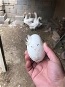 安徽省,宿州市,灵璧县,夏楼镇,火庙村