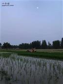 安徽省,宿州市,灵璧县,夏楼镇,火庙村