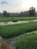 安徽省,宿州市,灵璧县,夏楼镇,火庙村