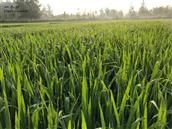 安徽省,宿州市,灵璧县,夏楼镇,火庙村