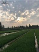 安徽省,宿州市,灵璧县,夏楼镇,火庙村