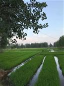 安徽省,宿州市,灵璧县,夏楼镇,火庙村