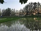 安徽省,宿州市,灵璧县,夏楼镇,火庙村