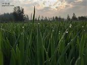 安徽省,宿州市,灵璧县,夏楼镇,火庙村