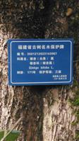 仙门村 有很多几百年的古树